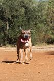 CANE CORSO 090